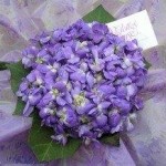 bouquet-violette